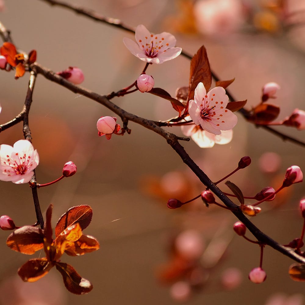 Head spa Armadale Melbourne